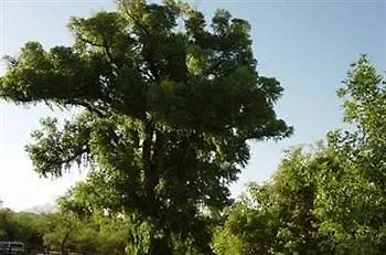 Bed and breakfast Spirit Tree 3*
